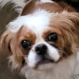Duke - Cavalier King Charles Spaniel