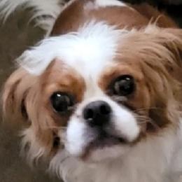 Duke - Cavalier King Charles Spaniel