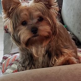Yorkshire Terrier Puppies from Island lake Yorkies