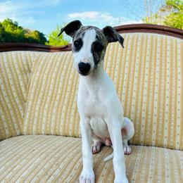 Leonard - White and fawn brindle male Whippet puppy in Kingston, Tennessee from Smithfield Park