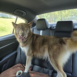 Jazz - Siberian Husky