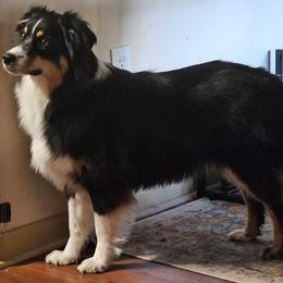 Australian Shepherd Puppies from Page Family Homestead