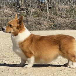 Loretta - Pembroke Welsh Corgi