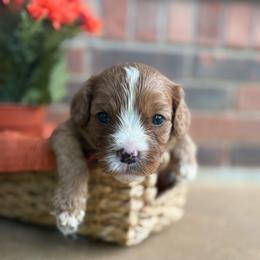 Yankee Doodle Boy- OFA health tested parents:) - Red male Cavapoo puppy in Brandenburg, Kentucky from Bluegrass River Newfoundlands