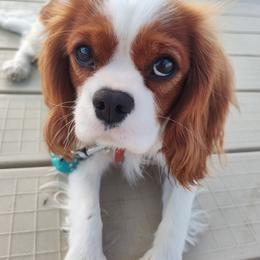 Jolene - Cavalier King Charles Spaniel