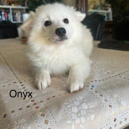 Onyx - White male American Eskimo Dog puppy in Hesperia, California from Bella's American Eskimos