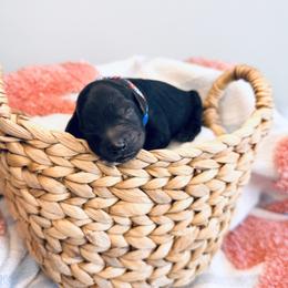 Cypress - Black male Goldendoodle puppy in Elizabethtown, Kentucky from Reddy Poodles & Doodles