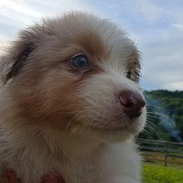 Tommy - Red merle male Australian Shepherd puppy in Mount Clare, West Virginia from Pineview Farms Australian Shepherds