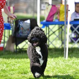 Portuguese Water Dog Puppies from Allegiance Portuguese Water Dogs