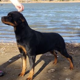 Chihuahua, Japanese Chin, and Rottweiler All Grown Up from SLR Diamond Show Dogs