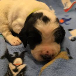 Riley - White and black male English Springer Spaniel puppy in Palisade, Colorado from Bigfoot's Kennel