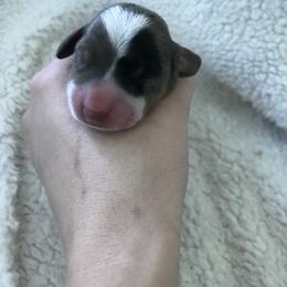 Dachshund Puppies from Hursh’s Hounds