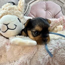 Dancer - Blue and gold male Yorkshire Terrier puppy in Oscoda, Michigan from Sweet Bella Babies