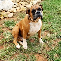 Boxer All Grown Up from Olde Mill Town Boxers