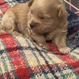 Boy 2 - Red male Maltipoo puppy in Brooksville, Florida from DeVall Maltipoos