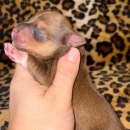 Sable boy - Salt and pepper male Miniature Schnauzer puppy in Hillsville, Virginia from Valley View Schnauzers
