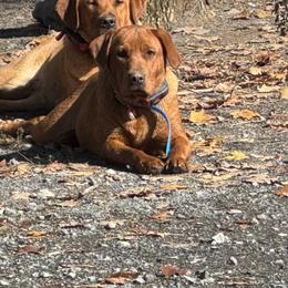 Labrador Retriever puppies from Sager’s Labrador Puppies