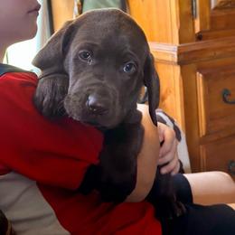 Reese's (orange collar) - Chocolate male Labrador Retriever puppy in Bandera, Texas from The Sugar & Spice Ranch Labrador Retrievers