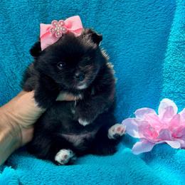 Zara - Black parti female Pomeranian puppy in Green Cove Springs, Florida from Natasha's Ark of Joy