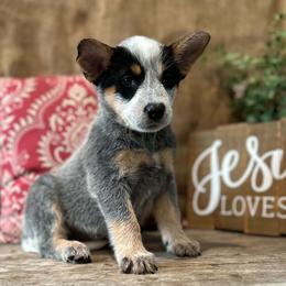 AKC Pickles - Blue female Australian Cattle Dog puppy in Chillicothe, Missouri from TLC Cattle dogs