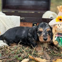 Silky dapple - Dapple male Dachshund puppy in Nashville, Arkansas from Whisenhunt Farms