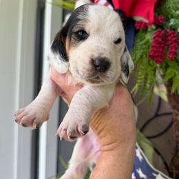 Female 5 - Black brown and white female Basset Hound puppy in Manchester, Tennessee from Middle TN Leopard Catahoulas and Middle TN Bassett Hounds