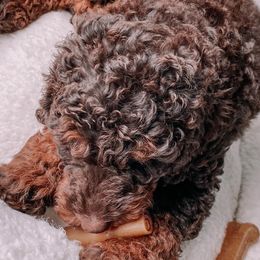 Aussiedoodles, Cavapoos, Goldendoodles, Miniature Australian Shepherds, and Poodles from Copper Lane Aussies, Doodles & Cavapoos