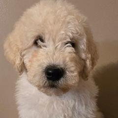 Girl 2 - White female Komondor puppy in Auburn, Kentucky from Christmas Komondors
