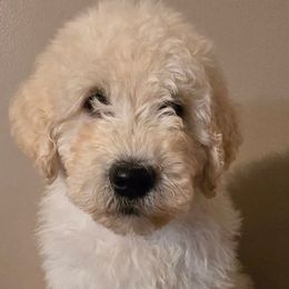 Girl 2 - White female Komondor puppy in Auburn, Kentucky from Christmas Komondors
