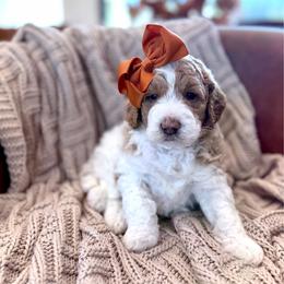 Carrie - Parti female Goldendoodle puppy in Jackson, Mississippi from T.M. Poodles & Doodles
