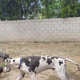 Thor - Black and white male French Bulldog puppy in Rialto, California from RPA