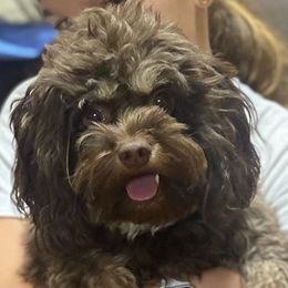 Bella - Cavapoo
