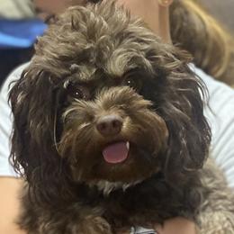 Bella - Cavapoo
