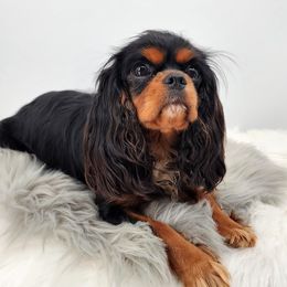 Jewel - Cavalier King Charles Spaniel