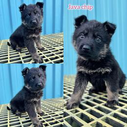 Java Chip - Bi-color female German Shepherd puppy in Oakley, California from Von Guadachi German Shepherds & Audacity Border Collies