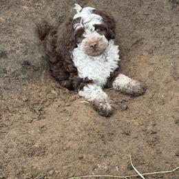 Bernedoodle, Cavalier King Charles Spaniel, Cavapoo, Cockapoo, and Labradoodle Puppies from Harper Haven Doodles