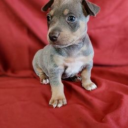 Odin - Blue and white male Teddy Roosevelt Terrier puppy in Claremore, Oklahoma from Travelin' Man Terriers