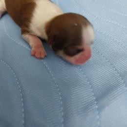 Roger - Red and white male Shih Tzu puppy in Buffalo, New York from Shih Tzu's by Jen