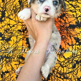 Girl 1 - American Corgi puppy in Gentry, Arkansas from K Heart Ranchita