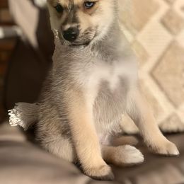 Pomsky Puppies from The Posh & Pampered Pomsky
