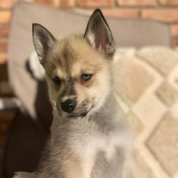Pomsky Puppies from The Posh & Pampered Pomsky