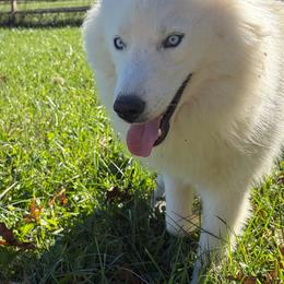 Bear - Siberian Husky