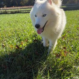 Bear - Siberian Husky