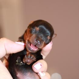 Yorkshire Terrier Puppies from Essence of Grace Yorkies