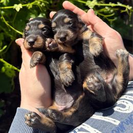 Girl 1 - Black and tan female Dachshund puppy in Santa Rosa, California from Signature Mini Dachshunds