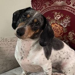 Pebbles - Dachshund
