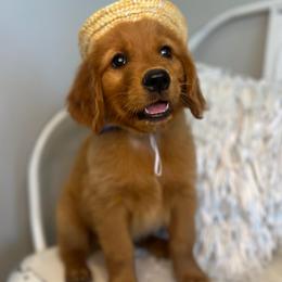 Blueberry - Dark golden male Golden Retriever puppy in Moses Lake, Washington from Dune Lakes Goldens