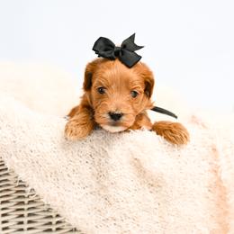 Black - Red  female Goldendoodle puppy in Platteville, Wisconsin from Beck Kennel