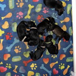 Romeo - Black and red male German Shepherd puppy in Winterport, Maine from Vom Stevens Old Fashioned German Shepherds