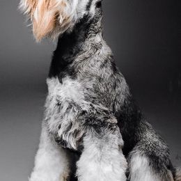 Miniature Schnauzers from Ebonheir Miniature Schnauzers